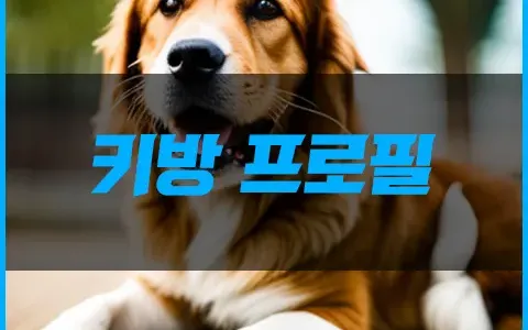 키방 프로필